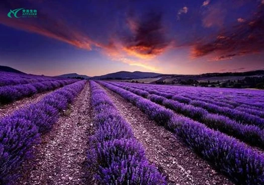 Lavender Essential Oil3