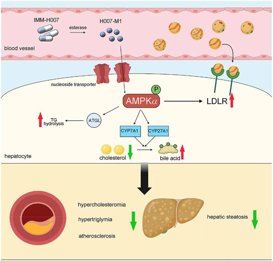 AMPK