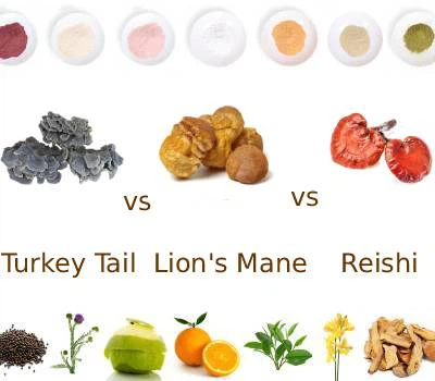 Funktsional qo'ziqorinlar: Reishi, sher mane va kurka dumi ekstraktining qiyo...